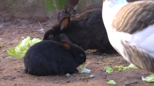 Primer Plano Conejo Negro Comiendo Día Soleado Otoño — Vídeos de Stock