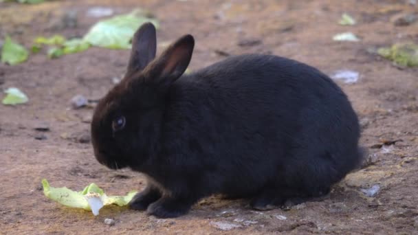 Primo Piano Del Coniglio Nero Che Mangia Una Giornata Sole — Video Stock