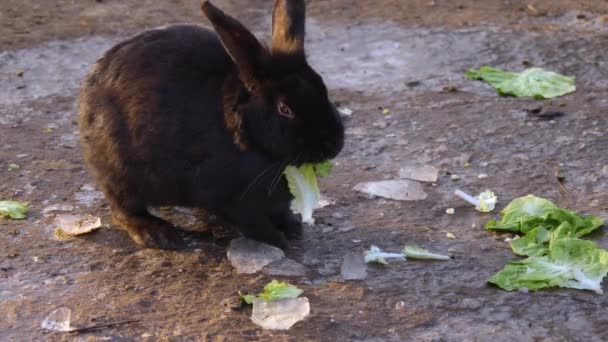 Primo Piano Del Coniglio Nero Che Mangia Una Giornata Sole — Video Stock
