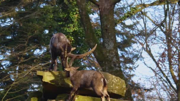Zbliżenie Dwóch Alpejskich Ibex Walczących Szczycie Skały Jesienią Słoneczny Dzień — Wideo stockowe