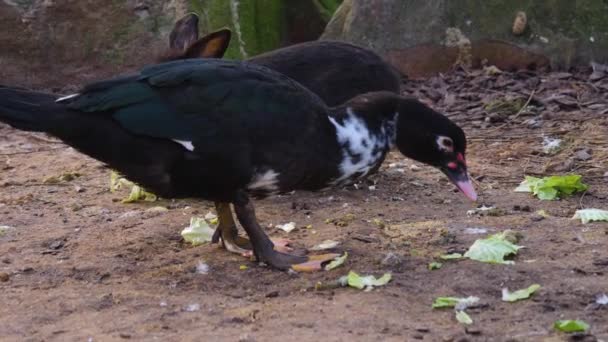 Primer Plano Patos Moscovitas Día Soleado Otoño — Vídeos de Stock