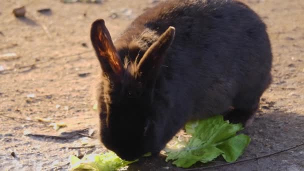 Primo Piano Del Coniglio Nero Che Mangia Una Giornata Sole — Video Stock