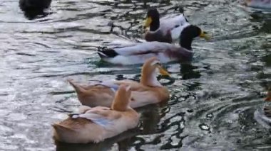 Ördeklere yakın, gölette yüzen 
