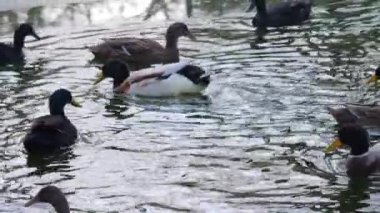 Ördeklere yakın, gölette yüzen ve kıvranan masallar