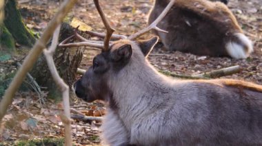 Sonbaharda güneşli bir günde ormanda ren geyiklerinin kapanışı..
