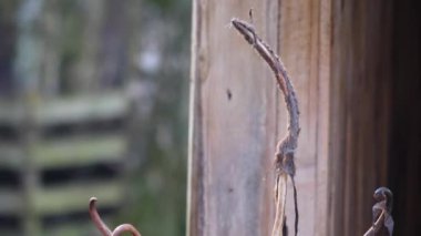 Sonbaharda güneşli bir günde ormanda ren geyiklerinin kapanışı..