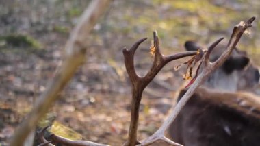 Sonbaharda güneşli bir günde ormanda ren geyiklerinin kapanışı..