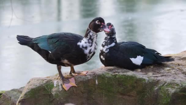 Close Two Muscovy Ducks Together Rock Pond — Stock Video