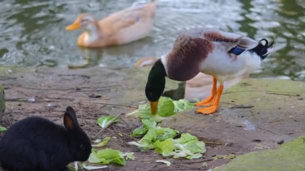 Acercamiento Patos Comer Lechuga — Vídeo de stock