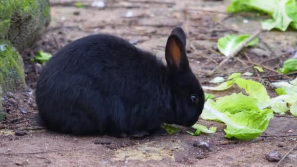 Primer Plano Conejito Pequeño Comiendo Lechuga Día Soleado Otoño — Vídeo de stock