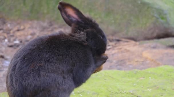 Primer Plano Conejito Pequeño Comiendo Lechuga Día Soleado Otoño — Vídeo de stock