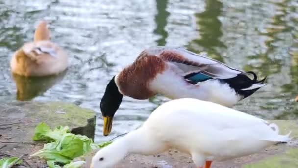 Ördekleri Kapatın Marul Yiyin — Stok video