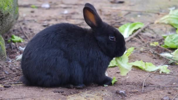 秋の晴れた日にレタスを食べる小さなウサギのクローズアップ — ストック動画