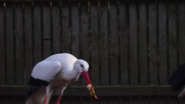 Close Cegonha Branca Andando Longo — Vídeo de Stock