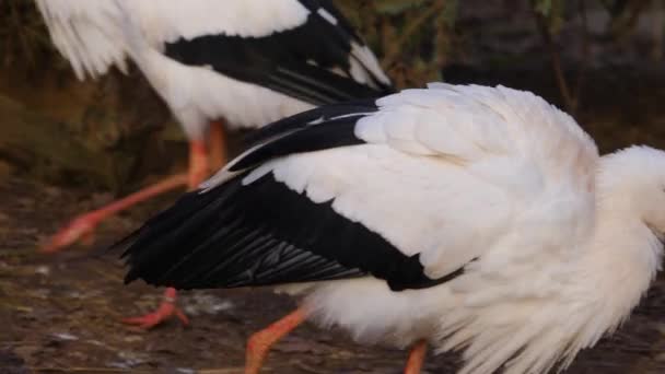 Close White Stork Walking — Stock Video