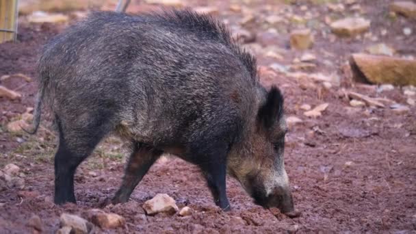 Sluiten Van Wild Zwijn Varken Ruiken Grond — Stockvideo