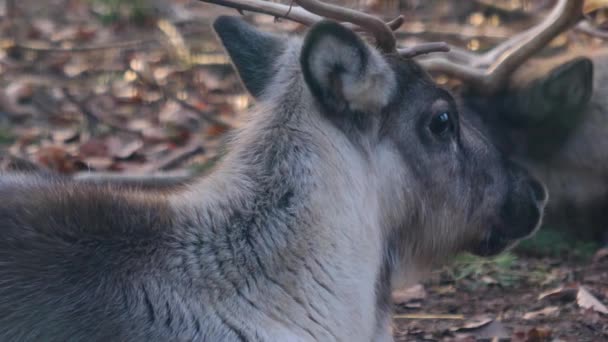 Sluiten Van Rendieren Hoofd Draaien Camera Het Bos Een Zonnige — Stockvideo