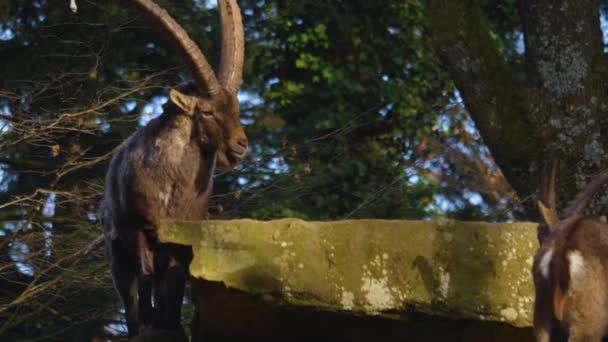 Κοντινό Πλάνο Δύο Αλπικών Ibex Έτοιμος Πολεμήσει Στην Κορυφή Ενός — Αρχείο Βίντεο