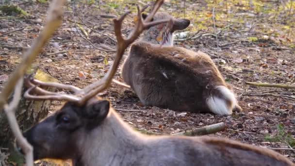 秋天阳光明媚的一天 在树林里圈养驯鹿 — 图库视频影像