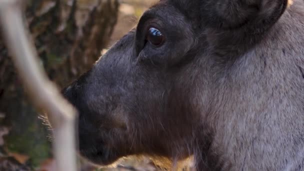 Gros Plan Des Rennes Dans Les Bois Par Une Journée — Video