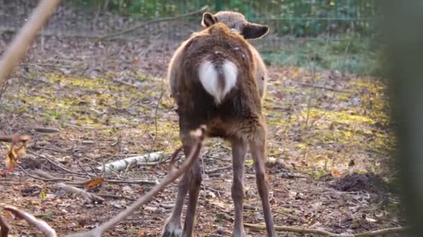 Gros Plan Des Rennes Dans Les Bois Par Une Journée — Video