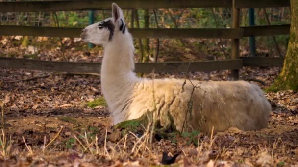 Närbild Lama Slutet Hösten — Stockvideo