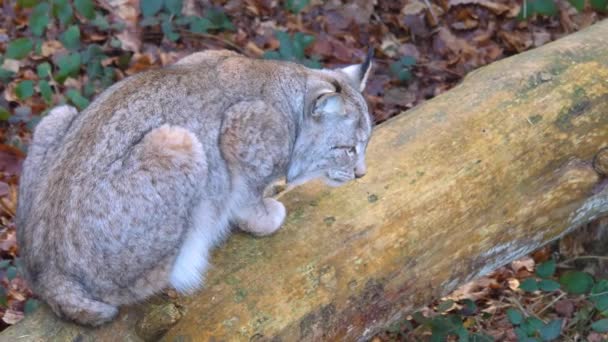 Sluiten Van Lynx Het Bos Een Zonnige Dag Herfst — Stockvideo