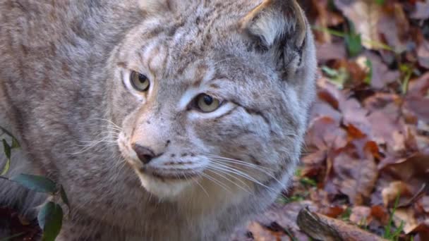 Zbliżenie Lynx Lesie Słoneczny Dzień Jesienią — Wideo stockowe