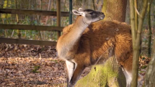 Primo Piano Del Guanaco Una Giornata Sole Autunno — Video Stock