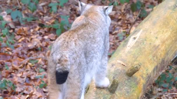 Zbliżenie Lynx Lesie Słoneczny Dzień Jesienią — Wideo stockowe