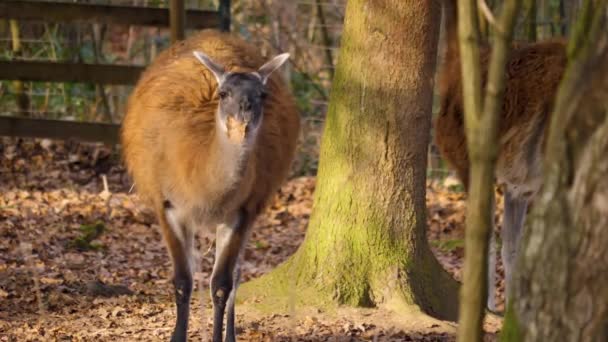 Primo Piano Del Guanaco Una Giornata Sole Autunno — Video Stock