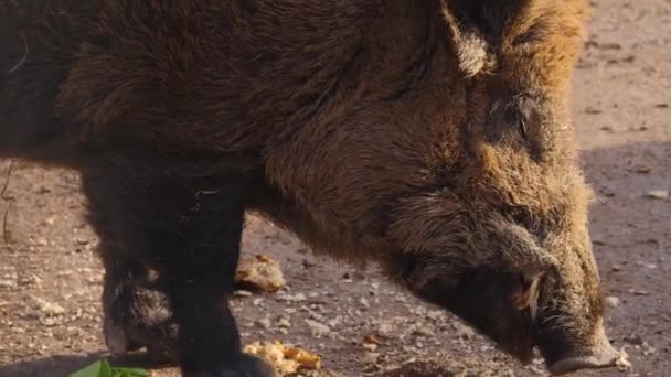 秋天的一个阳光灿烂的日子 一头雄性野猪在泥土中被圈养 — 图库视频影像