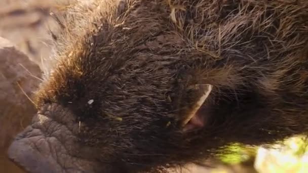 Close Large Male Wild Boar Pig Dirt Sunny Day Autumn — Stock Video