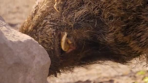 Primer Plano Jabalí Macho Grande Tierra Día Soleado Otoño — Vídeos de Stock