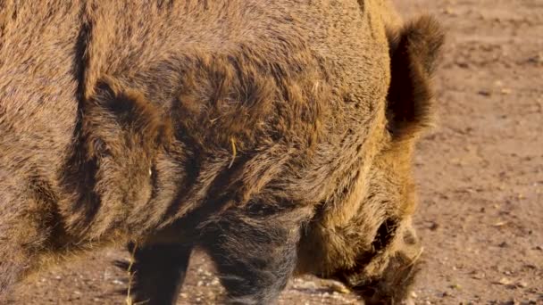 Primer Plano Jabalí Macho Grande Tierra Día Soleado Otoño — Vídeo de stock