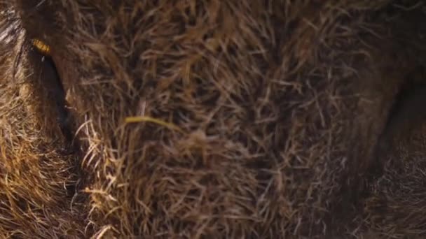 Detailní Záběr Velkého Samce Divokého Prasete Hlíně Slunný Den Podzim — Stock video