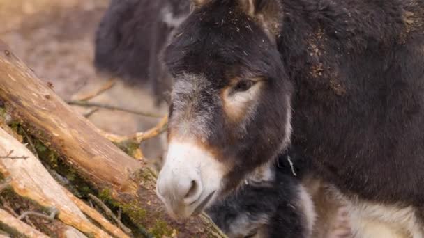 Primer Plano Cabeza Burro Día Soleado Otoño — Vídeo de stock