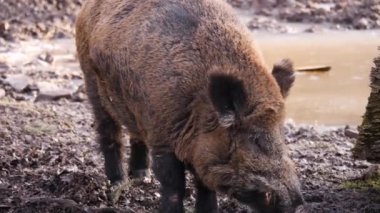 Sonbaharın güneşli bir gününde kir içindeki büyük erkek yaban domuzu.