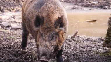 Sonbaharın güneşli bir gününde kir içindeki büyük erkek yaban domuzu.