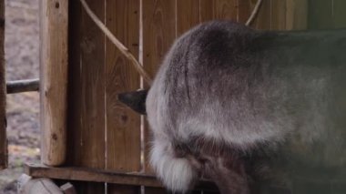 Sonbaharda güneşli bir günde ormanda ren geyiklerinin kapanışı..