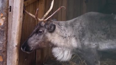 Sonbaharda güneşli bir günde ormanda ren geyiklerinin kapanışı..