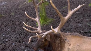 Güz aylarında güneşli bir günde geyik kafası ve gözü kapanıyor.
