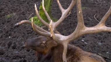 Güz aylarında güneşli bir günde geyik kafası ve gözü kapanıyor.