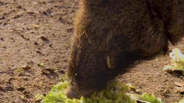 Großaufnahme Eines Großen Männlichen Wildschweins Dreck Einem Sonnigen Herbsttag — Stockvideo