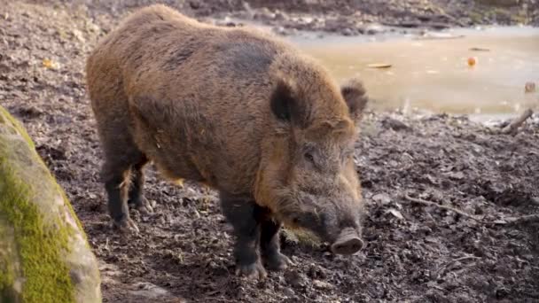 Close Large Male Wild Boar Pig Dirt Sunny Day Autumn — Stock Video