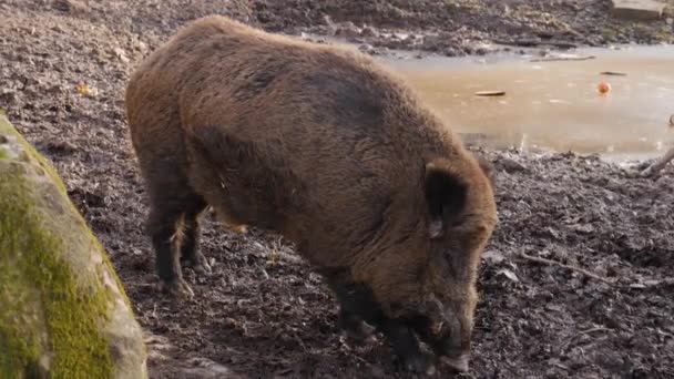 Close Van Grote Mannelijke Wilde Zwijnen Varken Vuil Een Zonnige — Stockvideo