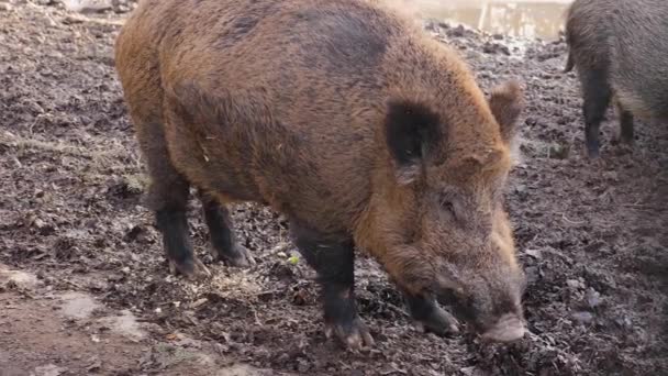 秋天的一个阳光灿烂的日子 一头雄性野猪在泥土中被圈养 — 图库视频影像