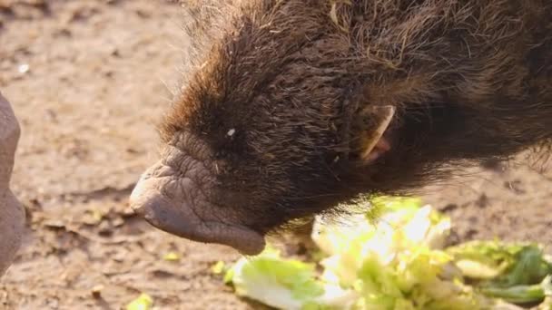 가을의 커다란 멧돼지의 모습을 클로즈업 — 비디오