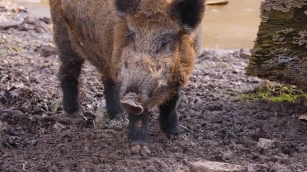 가을의 커다란 멧돼지의 모습을 클로즈업 — 비디오