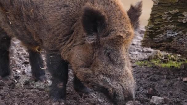 Close Grande Porco Javali Selvagem Macho Sujeira Dia Ensolarado Outono — Vídeo de Stock